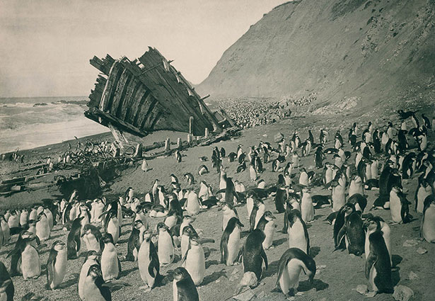 Penguin wreck