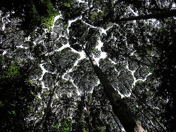 Der Boden eines Regenwaldbaldachins